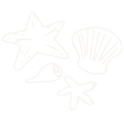 Genial Zeichnen - Kreativurlaub - Malferien - Illustration Muscheln Seesterne - Zeichenkurs von Maja Oschmann - copyright Maja Oschmann